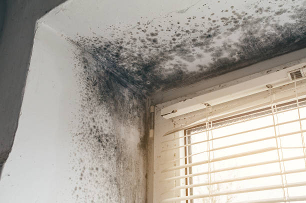 Affordable Mold Cleanup solutions in Dublin, VA