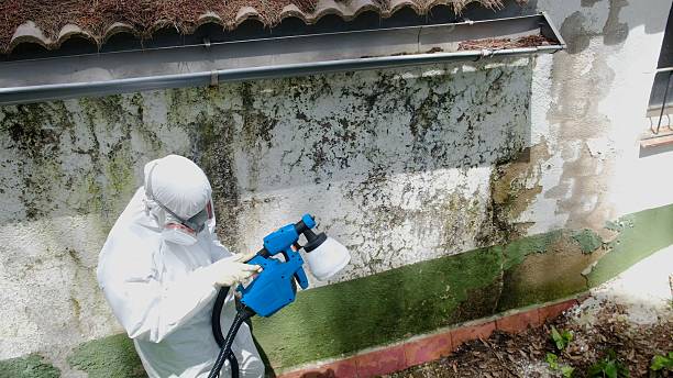 Top rated local Mold Cleanup specialists in Dublin, VA